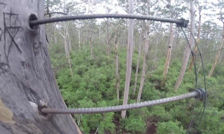 Cái cây đáng sợ nhất Australia